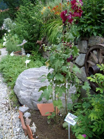 http://www.hildegard-kraeuter-garten.at/media/kraeuterwelt 2010/kraeuter-stockrose.JPG
